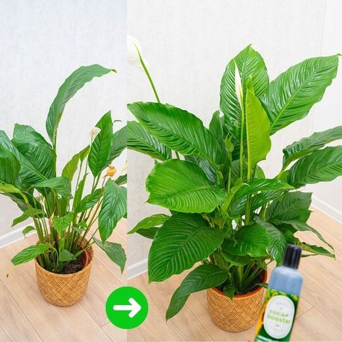 CocaBooster - STYMULATOR WZROSTU - Nawóz Odżywka Specjalistyczny Preparat na Arena.pl