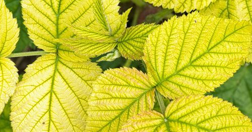 OPRYSK HELP PLANT ŻELAZO FE 20ML CHOROBY FIZJOLOGICZNE I ZAHAMOWANY WZROST na Arena.pl