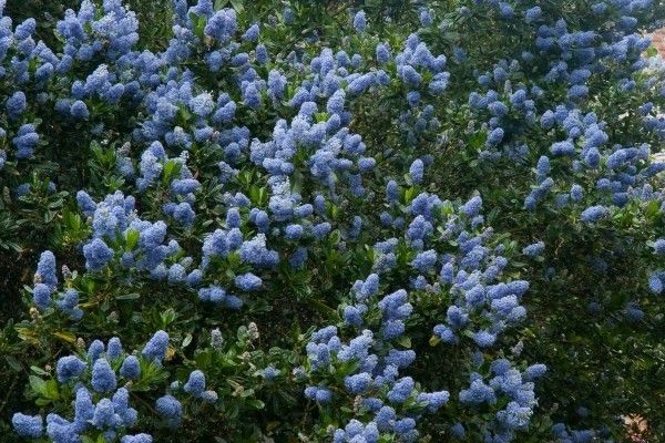 Prusznik niebieski Victoria P9 zdjęcie 2