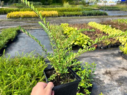 Suchodrzew chiński Duża sadzonka (Lonicera pileata) Doniczka 2.0L na Arena.pl