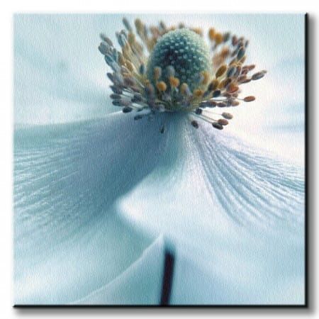 Japanese Anemone - Obraz na płótnie 60x60 cm na Arena.pl