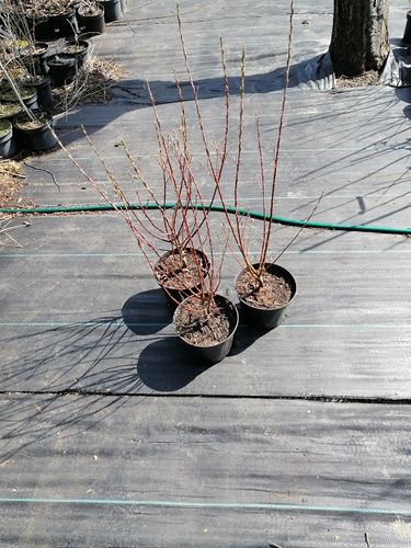 Wierzba rokita rosmarnifolia puszysty dywan na Arena.pl