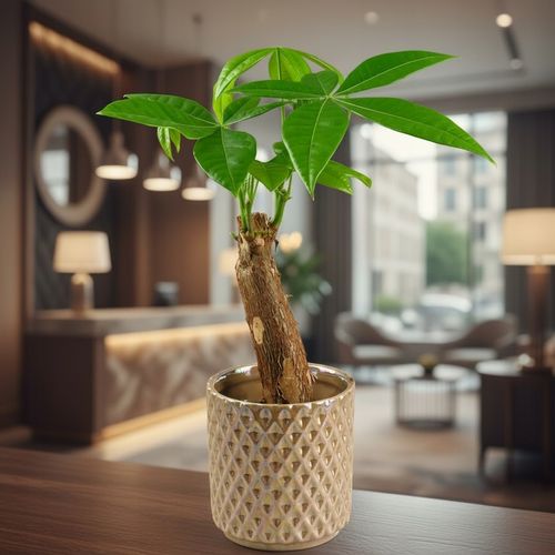 Pachira Aquatica Pachira wodna drzewko szczęścia! D9cm TYPU BONSAI na Arena.pl