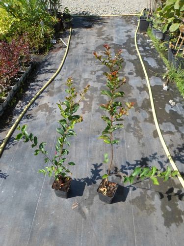 Lagerstroemia biała Alba Nivea 40-60cm P9 na Arena.pl