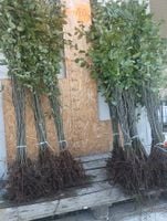 GRAB POSPOLITY sadzonka na żywopłot 100-150 cm 50 sztuk