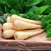 Pasternak Pastinaca Sativa L. Odporny Biały Aromatyczny Miąższ 5G