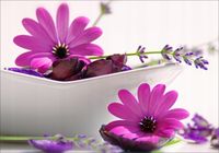 Fototapeta 3D kwiaty SPA do salonu 260x200 FLI