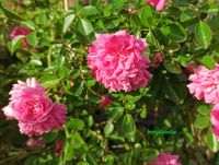 Róża pnąca 'Super Dorothy' (Rosa) w doniczkach P11, wysokość 30-40 cm