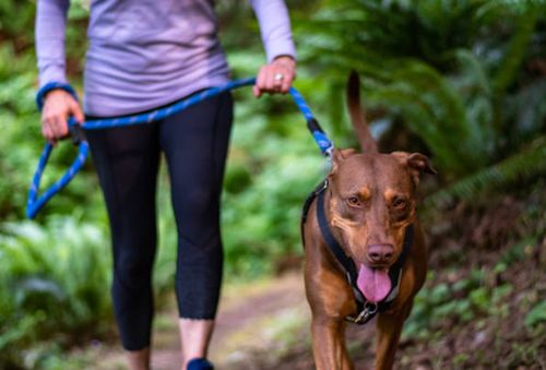 SZELKI GUARD DLA PSA REGULOWANE MOCNE BEZUCISKOWE WYGODNE PORZĄDNE roz. M na Arena.pl