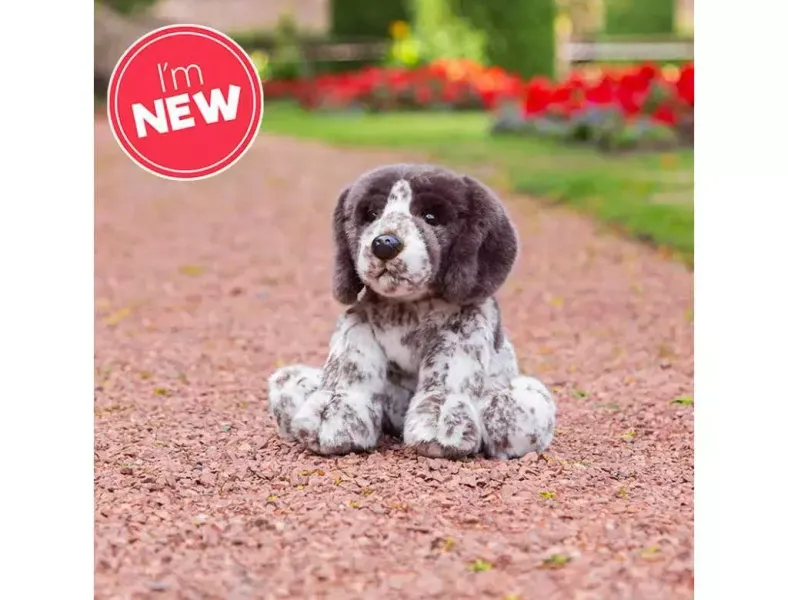 Szczeniak Pointer zdjęcie 1