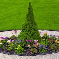 Świerk biały CONICA Choinka w doniczce Stożek bez formowania Sadzonki P9