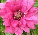 Malina okazała Olympic Double - Rubus spectabilis