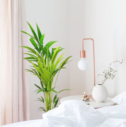 PALMA KENTIA (Kencja, Howea)  70/80cm na Arena.pl