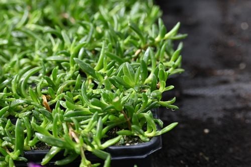 Delosperma Sundella Red - Delosperma hybrida na Arena.pl