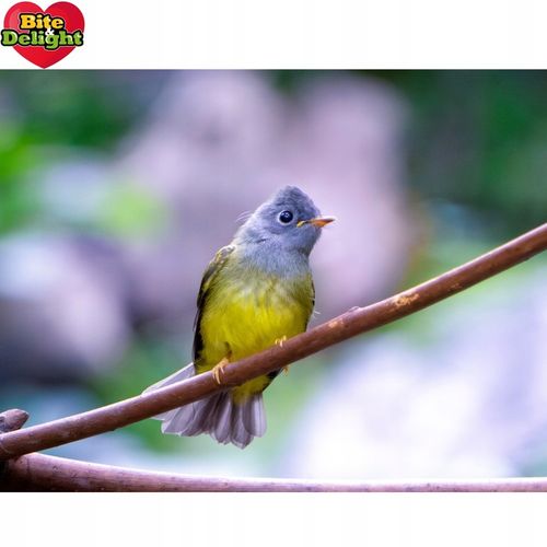 KARMA DLA KANARKA ZEBEREKI SZCZYGŁA POKARM Z WITAMINAMI I MINARAŁAMI 2,5L na Arena.pl