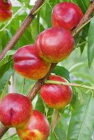 NEKTARYNKA HARCO odporna na mróz - sadzonki 110 / 140 cm