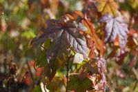 Ambrowiec amerykański - Liquidambar styraciflua
