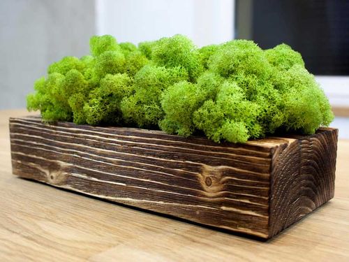 Mech Chrobotek Reniferowy Lime 100g na Arena.pl