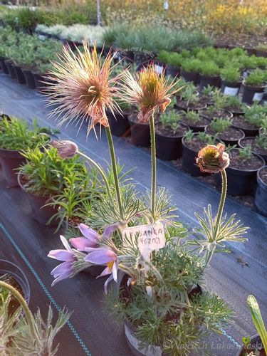 Sasanka zwyczajna na skalniak i taras na Arena.pl