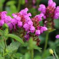 Głowienka różowa wielkokwiatowa (Prunella grandiflora) Doniczka 2.0L