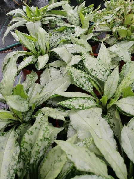 Miodunka Silver Bouquet miododajna zdjęcie 3