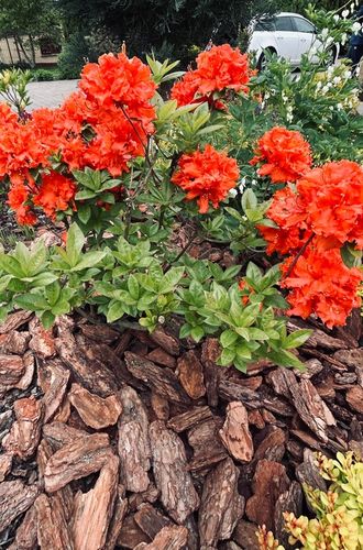 KORA SOSNOWA 80-130mm 8-13cm PREMIUM SORTOWANA MEGA GRUBA 50L na Arena.pl