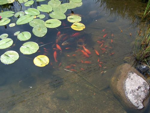 24 KG KREDA DO STAWU I OCZKA WODNEGO staw oczko wodne ryby ryba stawy na Arena.pl