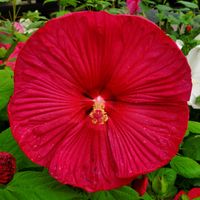 Hibiskus Luna Red Ogromne Czerwone Kwiaty Długo Kwitnąca Bylina Wieloletnia