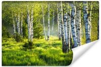 Fototapeta Do Jadalni LAS Brzozowy Natura Mgła Efekt 3D 270cm x 180cm