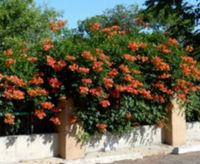 MILIN AMERYKAŃSKI Campsis radicans - NASIONA 20000 sztuk - 100g.