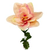 Amarylis pojedynczy różowy