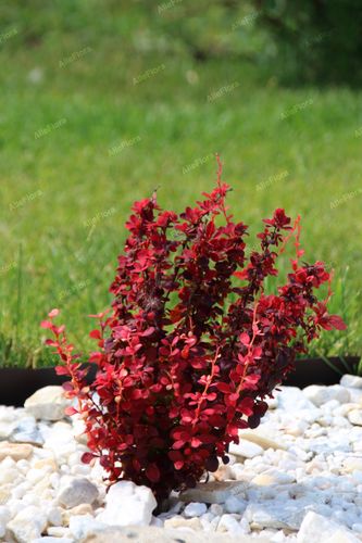 Berberys Thunberga 'Orange Pillar' (Berberis thunbergii) Poj. 1.0L na Arena.pl