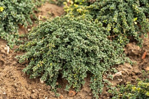 Macierzanka cytrynowa 'Sambesi' (Thymus x citriodorus) na Arena.pl