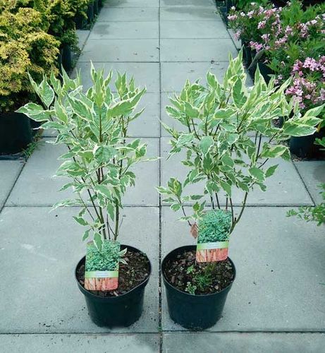 Dereń biały Elegantissima C3 na Arena.pl