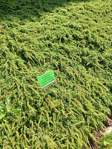 Jałowiec pospolity Green Carpet na skalniak na Arena.pl