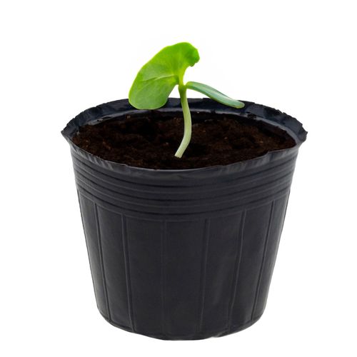 DONICZKI PRODUKCYJNE DO ROZSAD UPRAW WYSIEWU SADZONKI 10SZT/KPL 15X10X na Arena.pl