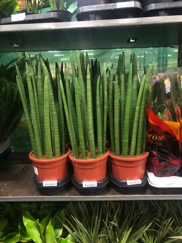 Sansevieria Cylindrica 19Ø 70cm Mega Duża dostojna i reprezentacyjna na Arena.pl