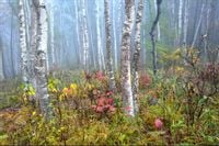 Fototapeta NATURA Las we Mgle Zieleń do Salonu 405x270