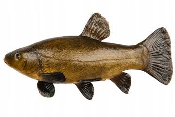 osmo pro method feeder dark pellet 2mm 1kg zanęta zdjęcie 13