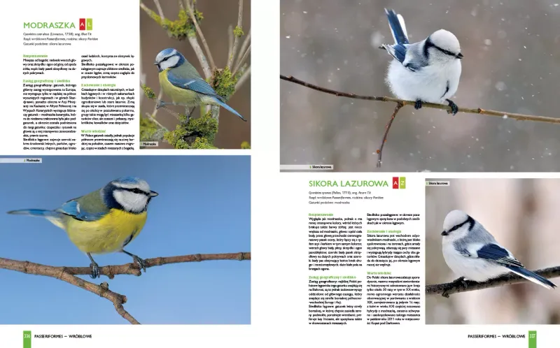 Ptaki Polski zdjęcie 6