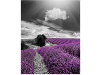 40X50CM LAWENDA OBRAZ