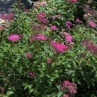 Tawuła japońska CRISPA Różowa Karłowa Sadzonki