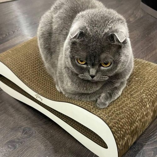 Drapak dla kota kartonowy 51x25x14 MONO ADELECAT DUŻY LEGOWISKO NISKI na Arena.pl