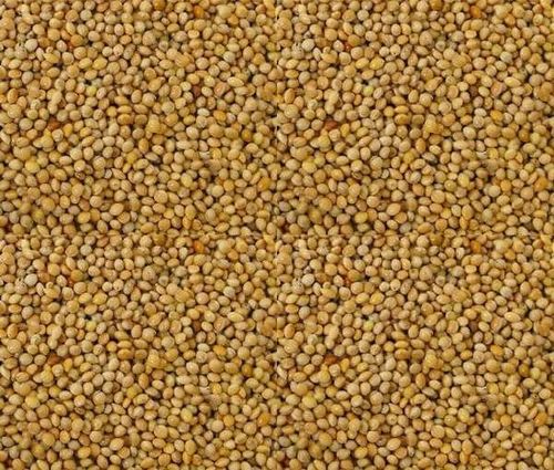 VERSELE LAGA Proso senegalskie żółte ziarno dla ptaków papugi nimfy 1 kg na Arena.pl