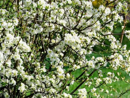 Pigwowiec pośredni JET TRAIL Białe kwiaty C2 na Arena.pl