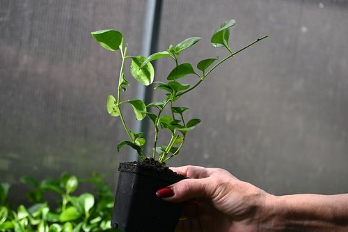 Barwinek większy - Vinca major na Arena.pl