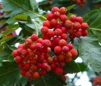 JARZĄB SZWEDZKI Sorbus intermedia NASIONA 500 sztuk - 10g.