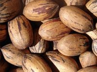 Orzesznik jadalny Pekan 20-40cm P9