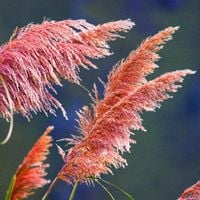 Trawa pampasowa Różowa 'Rosea' pióropusz DUŻA W DONICZCE 2.0L (Cortaderia)