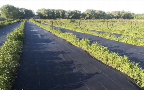 Agrowłóknina czarna 110x5000 cm mata antychwastowa na Arena.pl